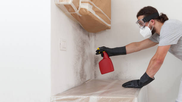 Professional Black Mold Removal technician working in Saint Francis, MN