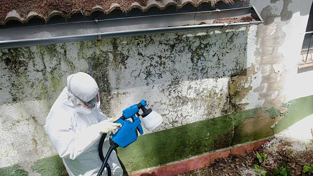 Trusted Mold Removal service in Saint Francis, MN - Cheap Mold Removal